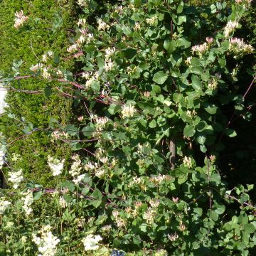 Lonicera periclymenum Graham thomas - Caprifoglio atlantico