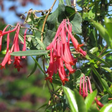 Lonicera sempervirens Cedar Lane - Caprifoglio di Virginia