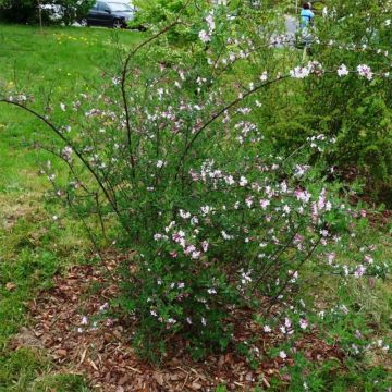 Lonicera syringantha - Caprifoglio