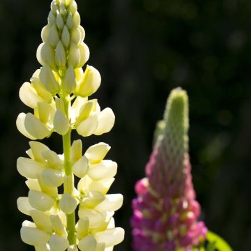Lupinus Russell Band of Nobles - Lupino