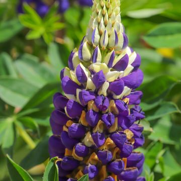 Lupinus Gallery Bicolor Yellow and Blue - Lupino
