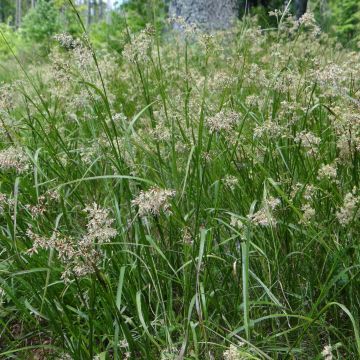 Luzula sylvatica - Erba lucciola a foglie larghe