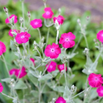 Lychnis coronaria - Crotonella coronaria