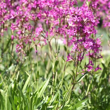 Lychnis yunnanensis - Crotonella
