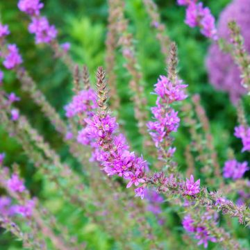 Lythrum salicaria Swirl - Salcerella comune