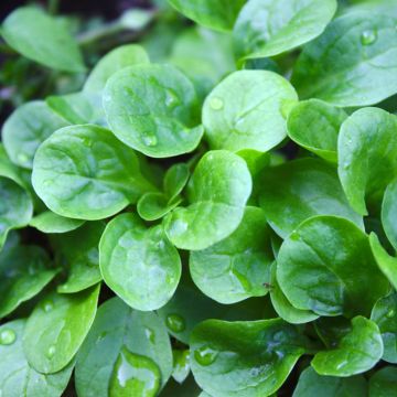 Soncino Verde a cuore pieno BIO (semi)