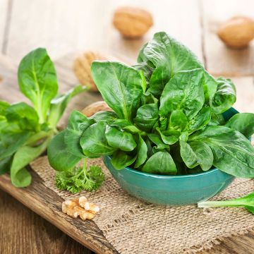 Soncino Verte di Cambrai - Vilmorin Soncino Verte di Cambrai - Vilmorin