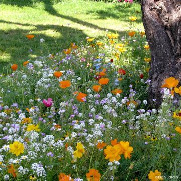 Miscela per piedi d'albero