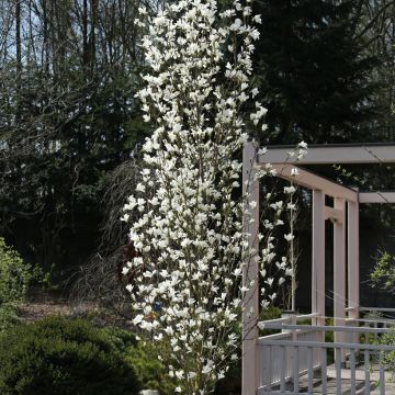Magnolia kobus Isis