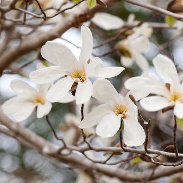 Magnolia kobus (semi)