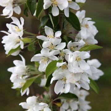 Malus Dolgo - Melo da fiore