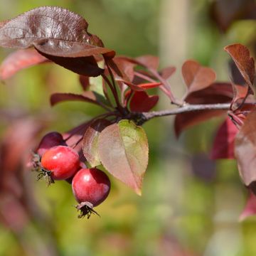 Malus Eleyi - Melo da fiore