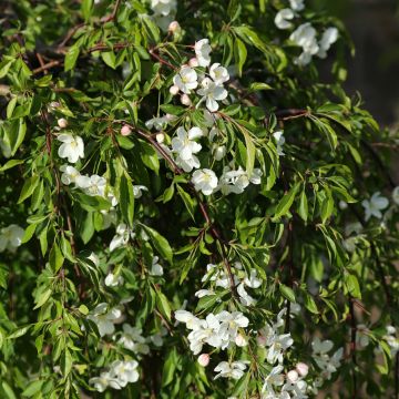 Malus Fontana - Melo da fiore Malus Fontana - Melo da fiore