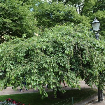 Malus Hyvingiensis - Melo da fiore