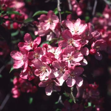 Malus Rudolph - Melo da fiore