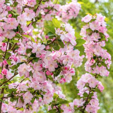 Malus x micromalus - Melo da fiore Malus x micromalus - Melo da fiore