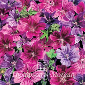 Malva sylvestris Mystic Merlin - Malva selvatica
