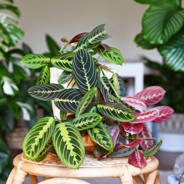 Maranta Tricolor Fascinator - Pianta della preghiera