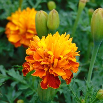 Tagetes patula Mowgli Bicolour - Tagete