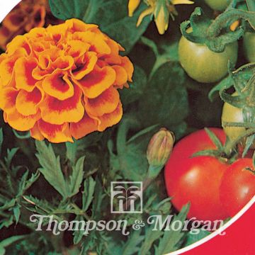 Tagetes patula Tomato Growing Secret - Tagete