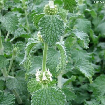 Marrubium vulgare - Marrubio comune