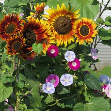 Mistura di fiori per schermo (girasoli e rampicante)