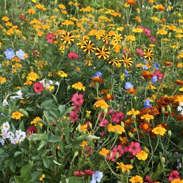 Mischia di fiori per limitare il coleottero della patata