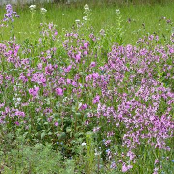 Mischia di fiori selvatici Praterie Umide
