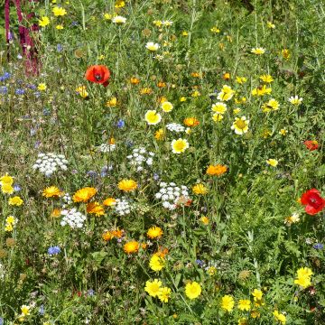 Mix di fiori selvatici Origine Francia