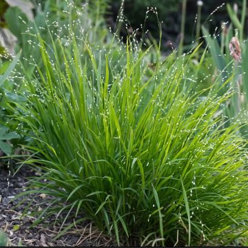 Melica uniflora var. albida - Melica comune