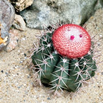 Cactus- Melocactus azureus