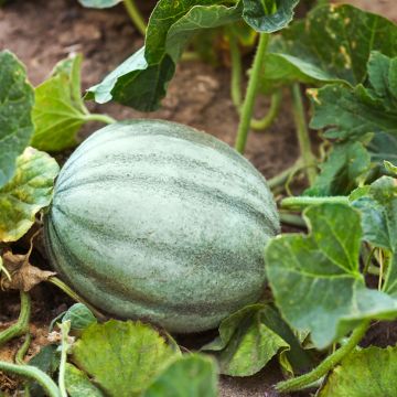 Melone Antico Vieille France Bio - Ferme de Sainte Marthe