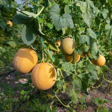 Melone Ogen