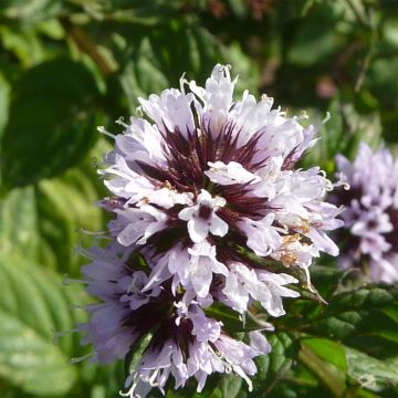Mentha citrata - Menta bergamotto