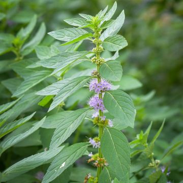 Mentha arvensis - Menta campestre