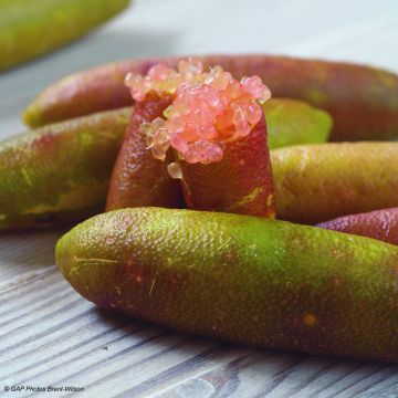 Microcitrus australasica Verde - Caviale di limone