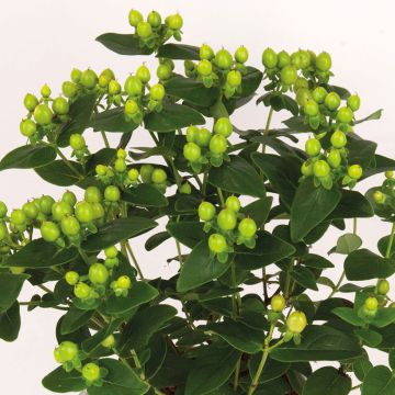 Hypericum inodorum Miracle Pistache - Iperico
