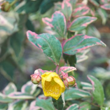 Hypericum moserianum Tricolor - Iperico