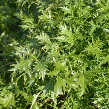 Rapa japonica Bio - Ferme de Sainte Marthe
