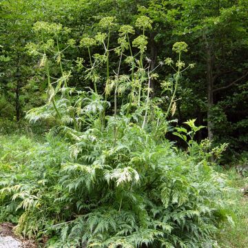 Molopospermum peloponnesiacum - Cicutaria del Peloponneso