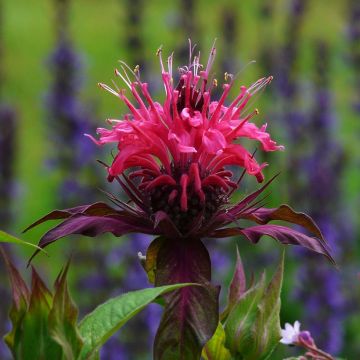 Monarda Scorpion