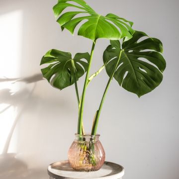 Monstera deliciosa