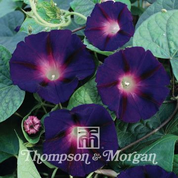 Ipomoea purpurea Star of Yelta - Campanella turchina