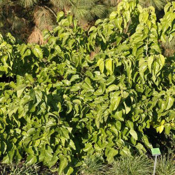 Gelso latifolia Spirata