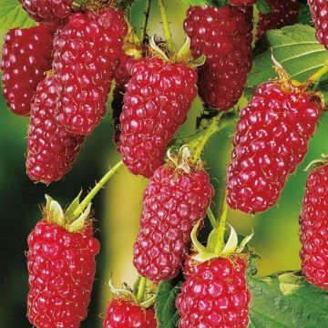 Mora ibrida Buckingham Tayberry Bio