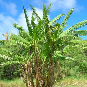 Musa Mekong Giant