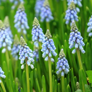 Muscari armeniacum Aqua Magic Muscari armeniacum Aqua Magic