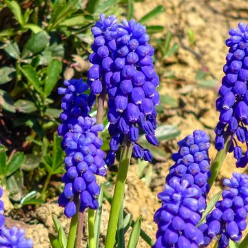 Muscari botryoides Muscari botryoides