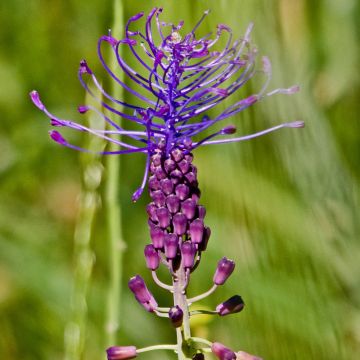 Muscari comosum - Cipollaccio
