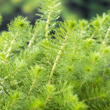 Myriophyllum crispata - Millefoglio d'acqua